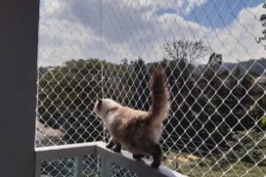 kids-protection-criancas-e-animais1