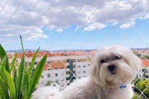 kids-protection-criancas-e-animais3