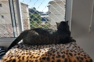 kids-protection-criancas-e-animais5