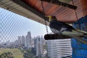 kids-protection-criancas-e-animais6